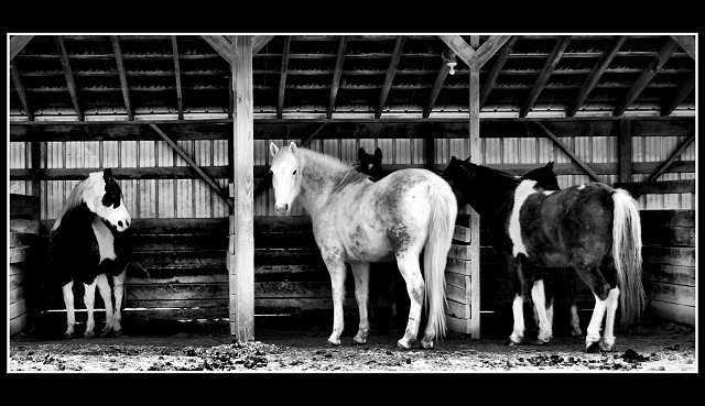 The Stable