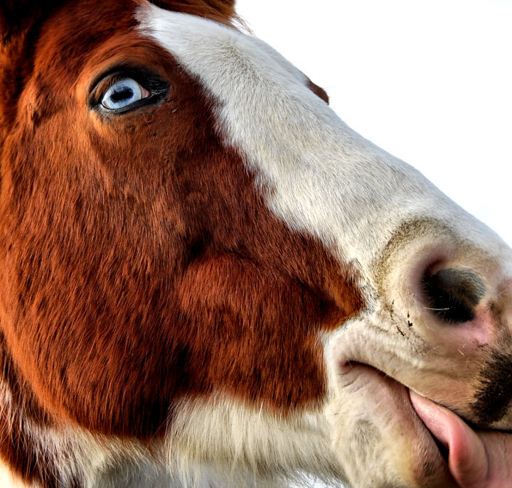 Lick