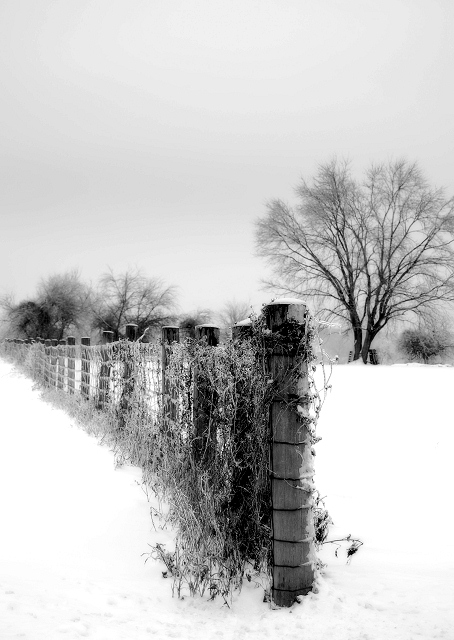 Winter Fence