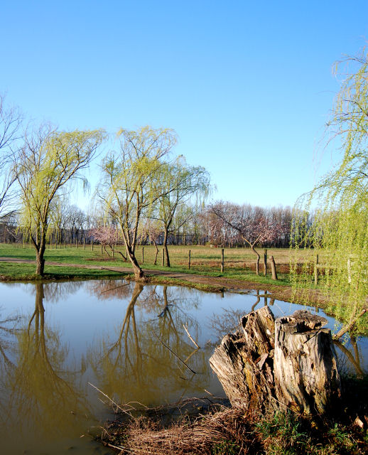 Green Reflections