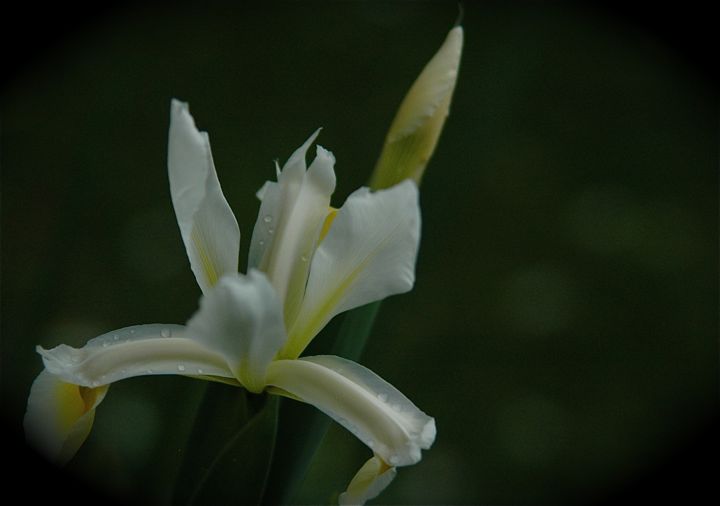 oh lily!