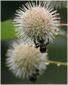 Button Flowers