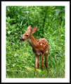 White tail fawn.jpg