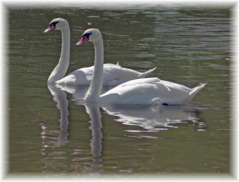 swans 1.jpg