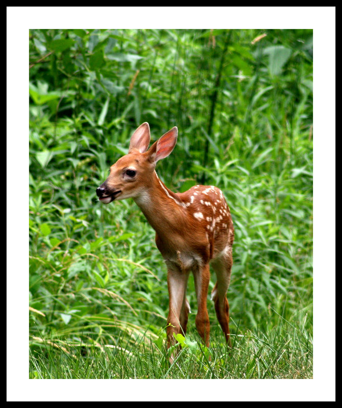 White tail fawn.jpg