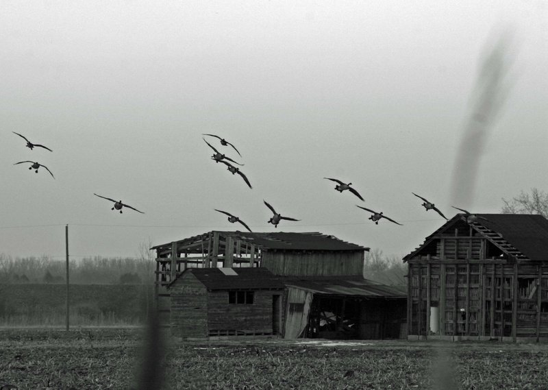geese landing.jpg