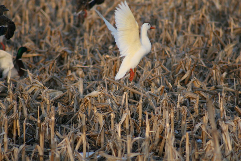 Albino Mallard Hen