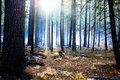 Forest Fire.jpg