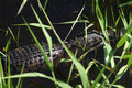 Lurking at Myakka.jpg