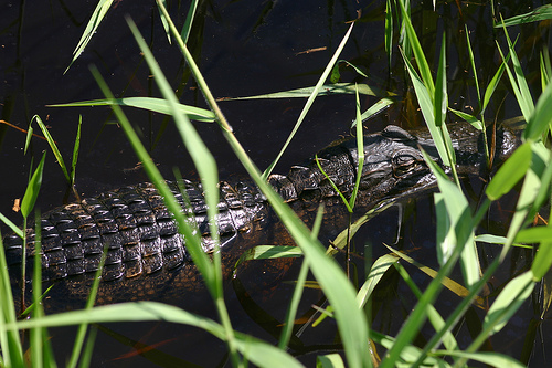 Lurking at Myakka.jpg