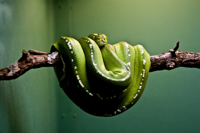 snake 2.jpg