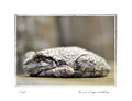 toad-050412cc