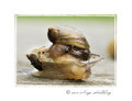 snail-060312p