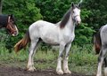 Oxkill SP Horses 2012-5949-11