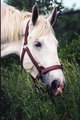 Annie_060102d2e.jpg