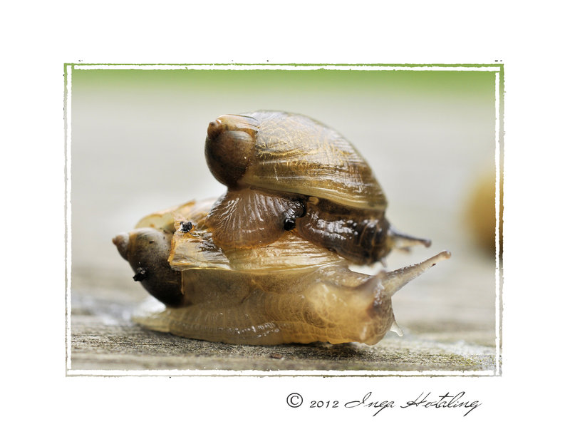snail-060312p
