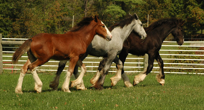 Ox Kill Shires - Foals2008.jpg