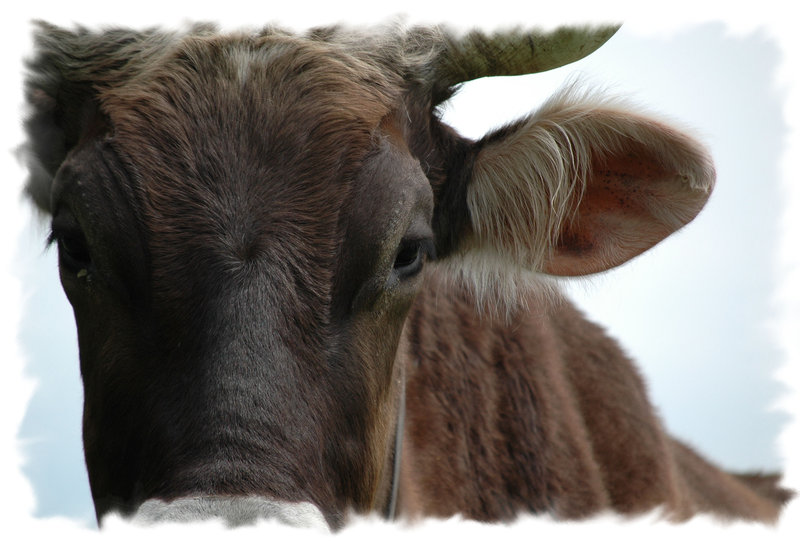 Ox Fright 