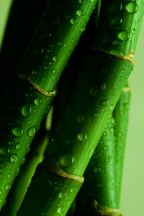 Fresh Bamboo