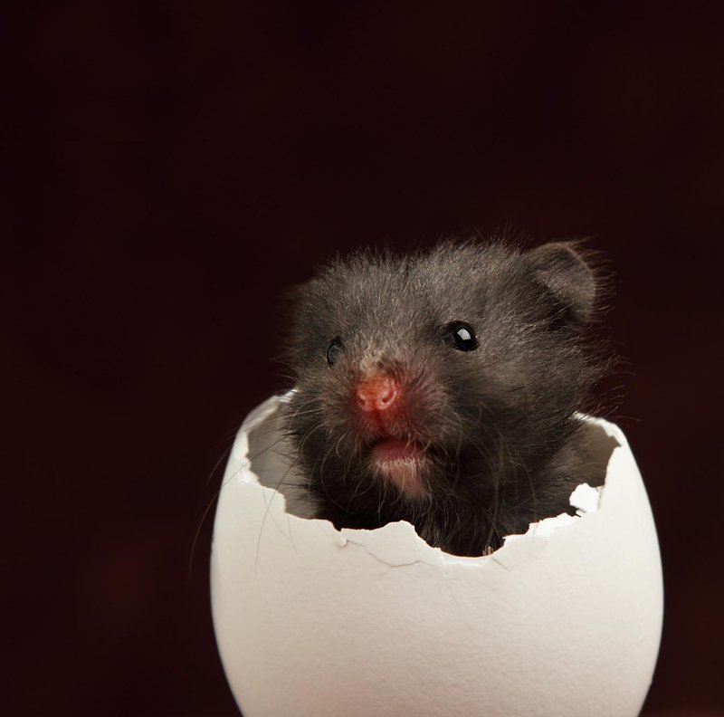 Egg challenge outtake