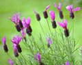 Lavender and Rain