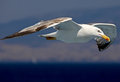 Gull in flight