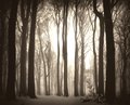 Trees, Fog and Sepia