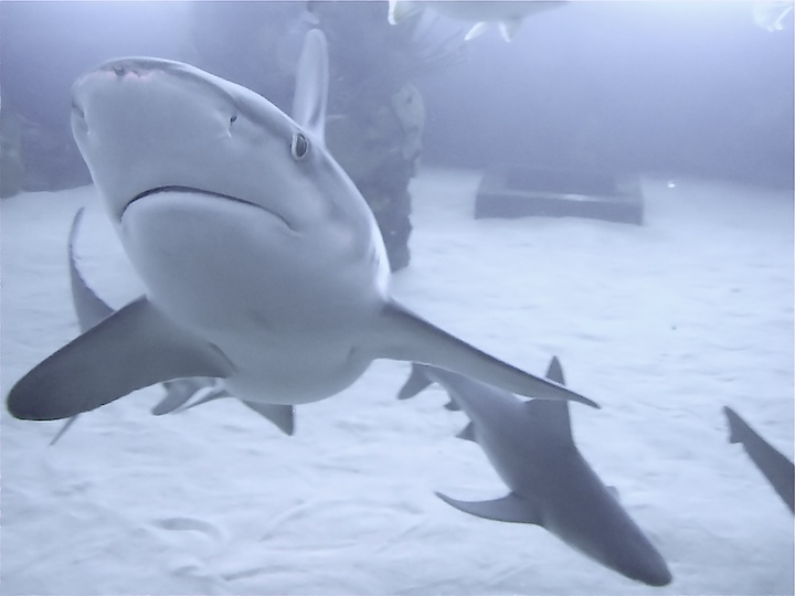 Shark at The Tank.jpg