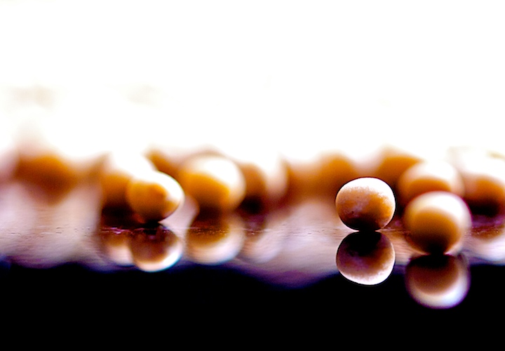 Mustard seeds.jpg