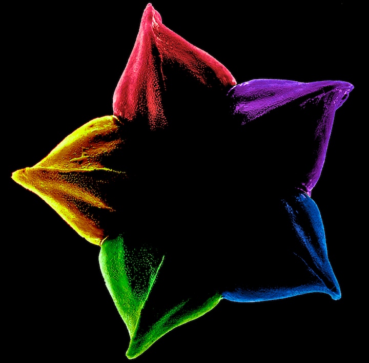 Cactus Color Wheel.jpg