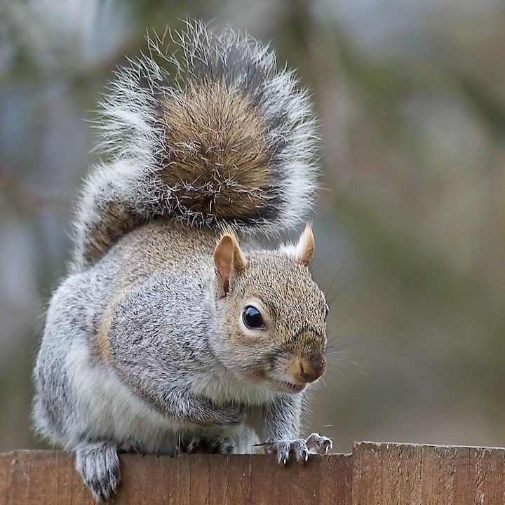 Garden Visitor