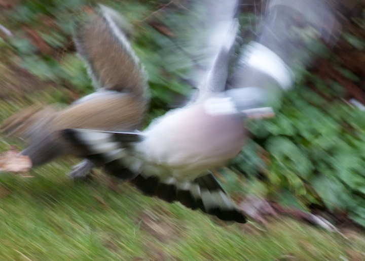 The attack.jpg
