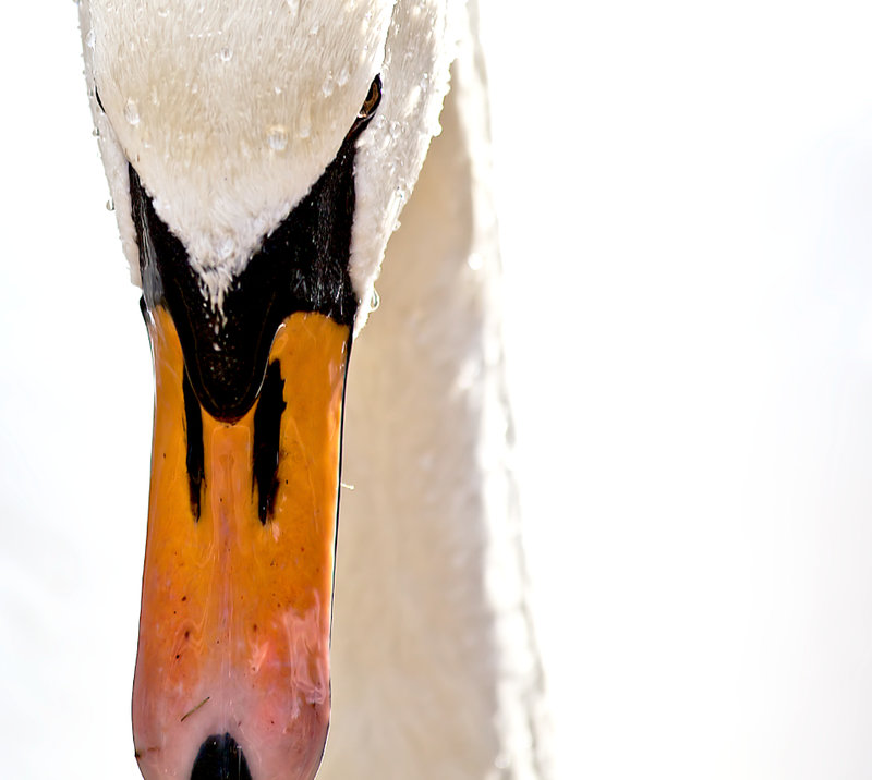 Beady Eye
