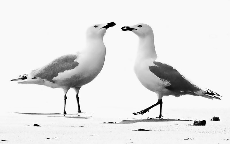 Shall We Dance.jpg