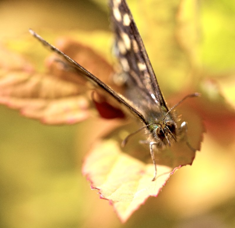 Butterfly1.jpg
