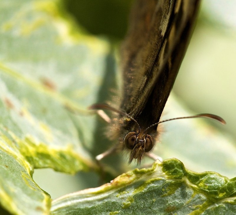 Butterfly2.jpg