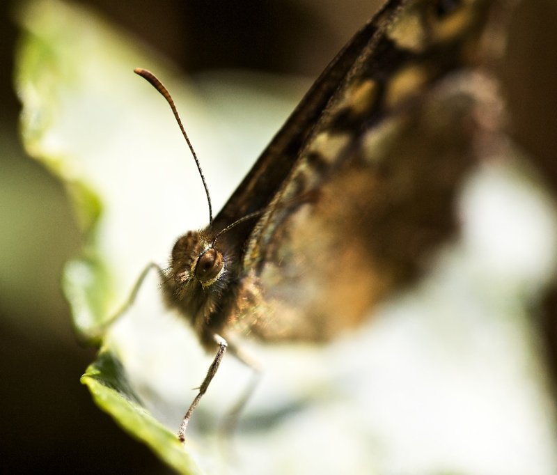 Butterfly 3