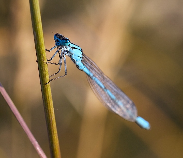 Damselfly