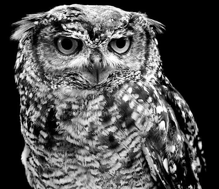 Owl
