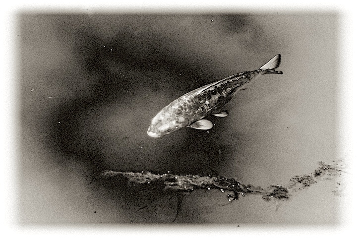 Koi