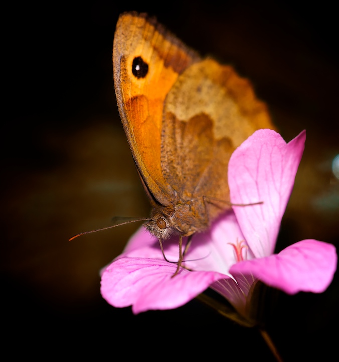 Autumbutterfly