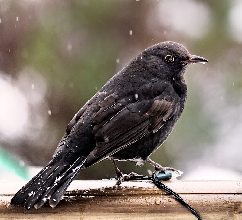Blackbird