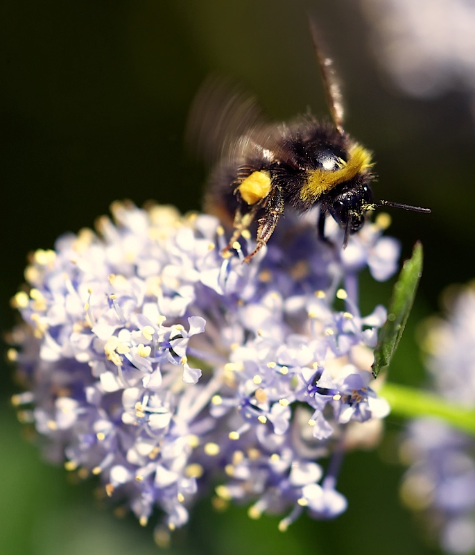 Buzz