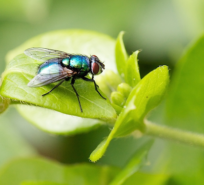 Green and Blue