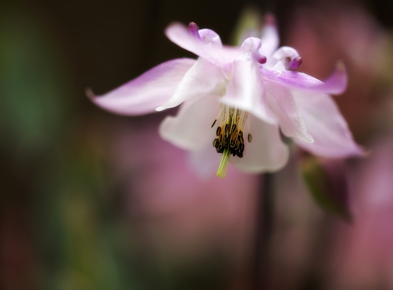 Aquilegia