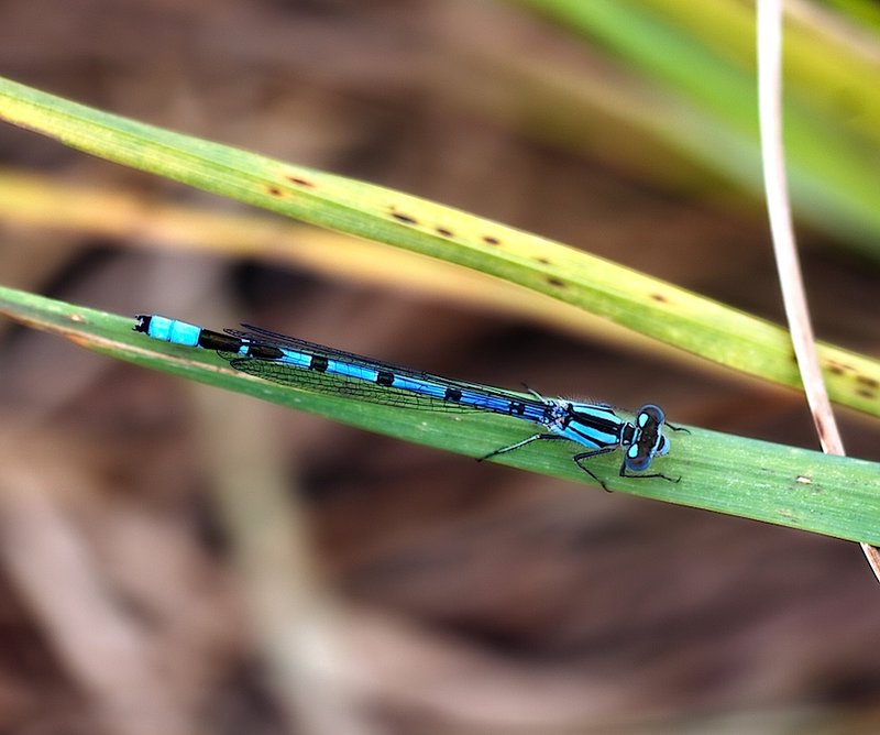 Damsel5