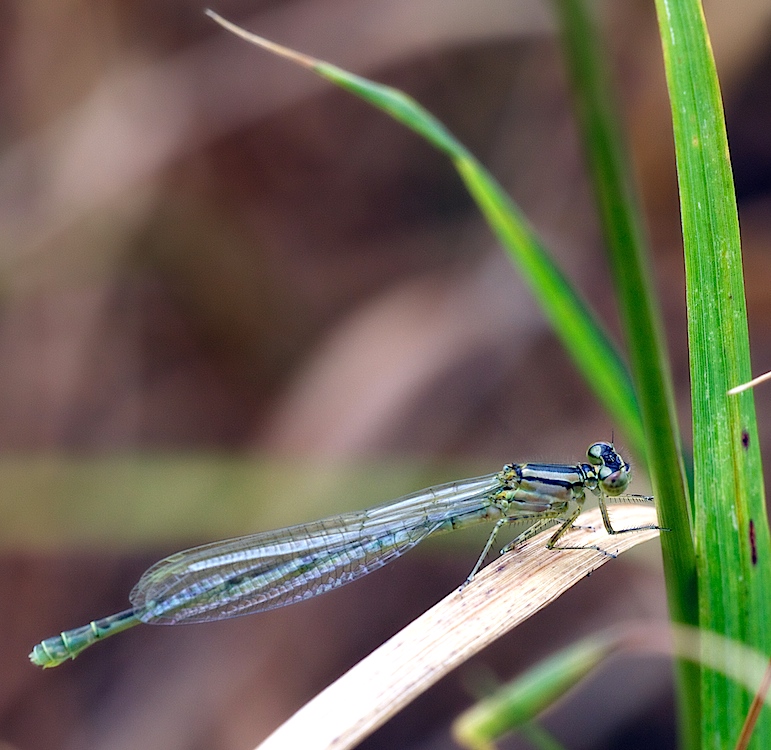 Damsel4