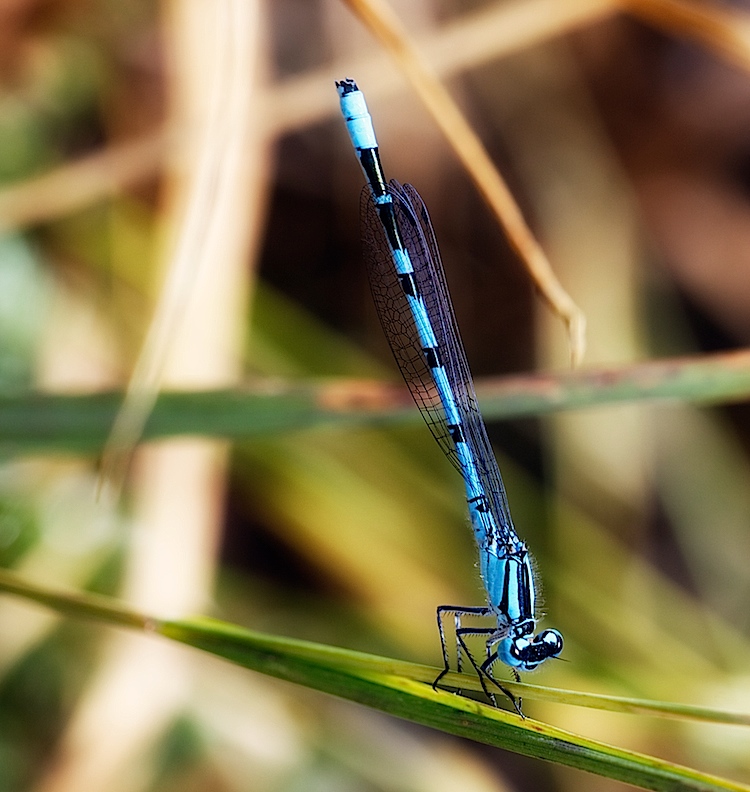 Damsel2