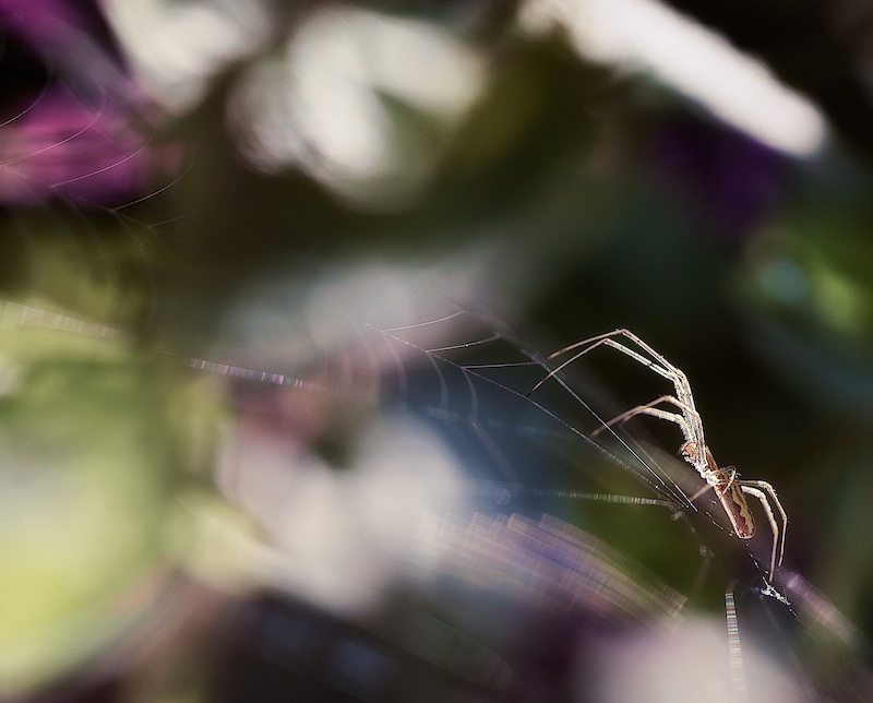 Spider Bokeh