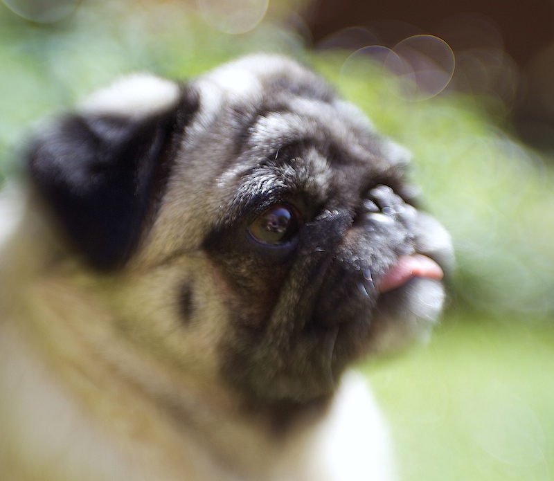 Thoughtful Pug